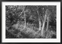 Sunlit Birches II Framed Print