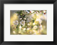 Framed Blush Blossoms I