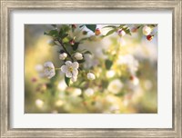 Framed Blush Blossoms I
