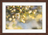Framed Blush Blossoms II