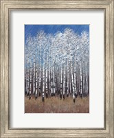 Framed Cobalt Birches II
