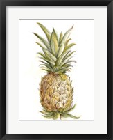 Framed Pineapple Sketch II