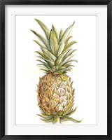 Framed Pineapple Sketch II