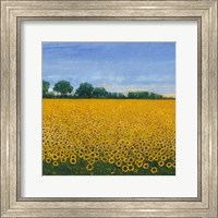 Framed Field of Sunflowers I