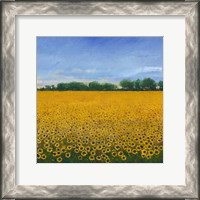 Framed Field of Sunflowers II