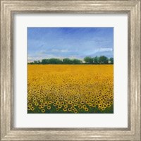 Framed Field of Sunflowers II