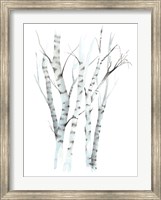 Framed Aquarelle Birches II