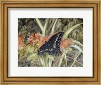 Framed Butterfly in Nature III