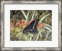 Framed Butterfly in Nature III