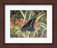 Framed Butterfly in Nature III