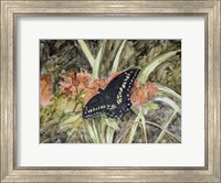 Framed Butterfly in Nature III
