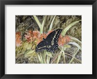 Framed Butterfly in Nature III