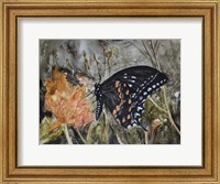 Framed Butterfly in Nature IV