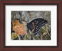 Framed Butterfly in Nature IV