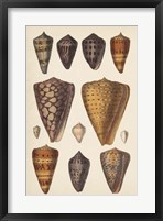Framed Antique Cone Shells I