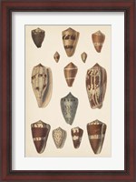 Framed Antique Cone Shells II