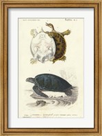 Framed Antique Turtle Duo I