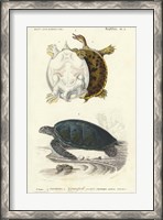 Framed Antique Turtle Duo I