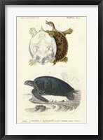 Antique Turtle Duo I Framed Print