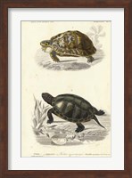 Framed Antique Turtle Duo II