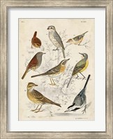 Framed Gathering of Birds I