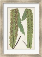 Framed Fern Family III