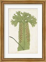 Framed Fern Family V