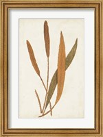 Framed Fern Family VI