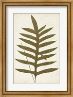 Framed Fern Family VIII