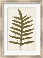 Framed Fern Family VIII