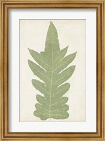 Framed Fern Family IX