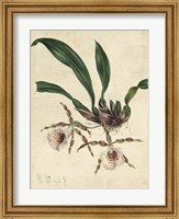 Framed Sophisticated Orchid II