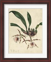 Framed Sophisticated Orchid II