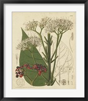 Curtis Leaves & Blooms II Framed Print