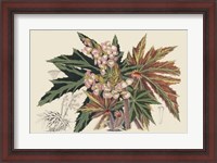 Framed Begonia Varieties I
