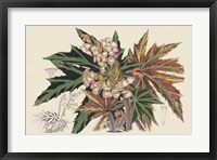 Framed Begonia Varieties I