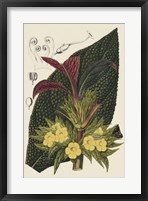 Framed Begonia Varieties II