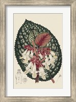 Framed Begonia Varieties III