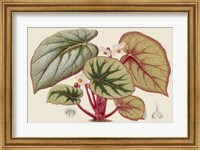 Framed Begonia Varieties IV