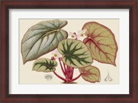 Framed Begonia Varieties IV