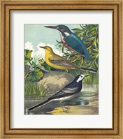 Framed King-fisher & Wagtails