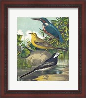 Framed King-fisher & Wagtails