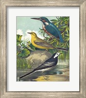 Framed King-fisher & Wagtails