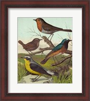 Framed Robin, Wren & Redstart