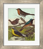 Framed Robin, Wren & Redstart