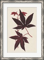 Framed Japanese Maple Leaves I
