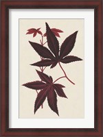 Framed Japanese Maple Leaves I