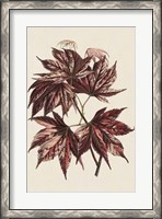 Framed Japanese Maple Leaves II