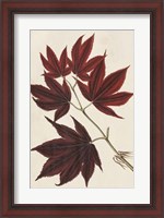 Framed Japanese Maple Leaves III