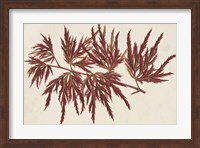Framed Japanese Maple Leaves IV